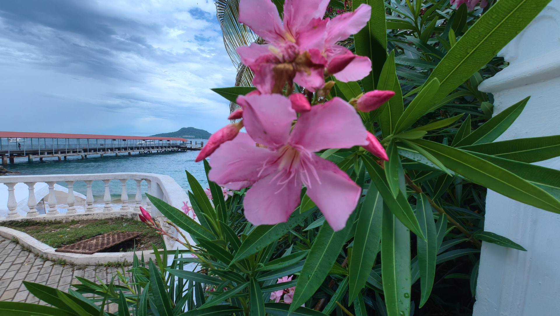 Flores rosadas de adelfa en primer plano, con el muelle cubierto de techo rojizo que se adentra en el mar